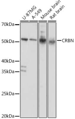 Western Blot: CRBN Antibody [NBP2-92446] - Western blot analysis of extracts of various cell lines, using CRBN antibody (NBP2-92446) at 1:1000 dilution. Secondary antibody: HRP Goat Anti-Rabbit IgG (H+L) at 1:10000 dilution. Lysates/proteins: 25ug per lane. Blocking buffer: 3% nonfat dry milk in TBST. Detection: ECL Basic Kit. Exposure time: 5s.